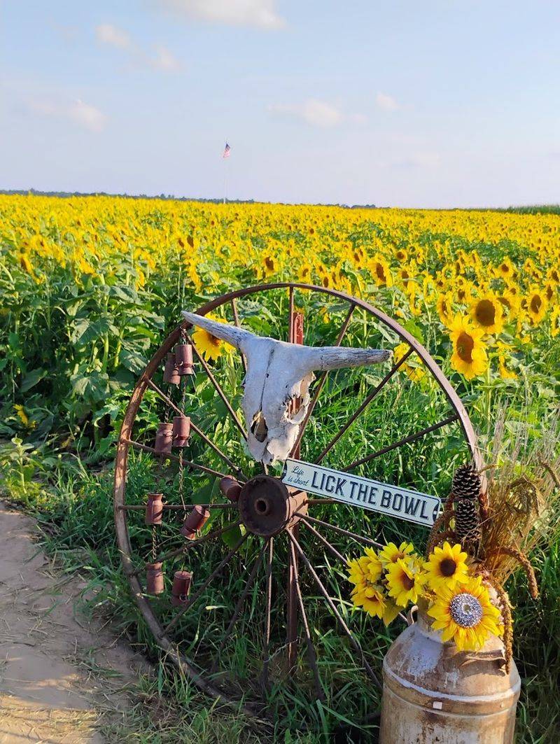 Family Fun: Why Hall Farms is Perfect for All Ages Family Fun: Why Hall Farms is Perfect for All Ages
