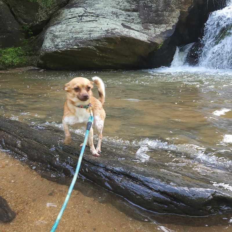 Family and Dog Friendly Fun: Everyone Is Welcome