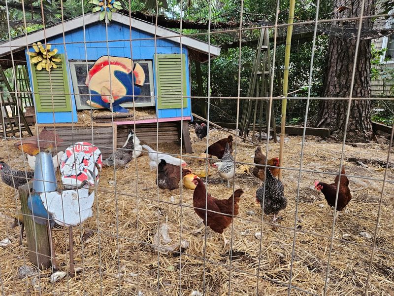Farm Animals Right in the Backyard