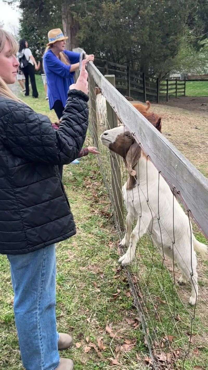 Farm Animals That Delight Visitors of All Ages Farm Animals That Delight Visitors of All Ages