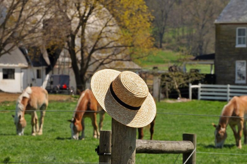 Farm Tours Through the Amish Countryside