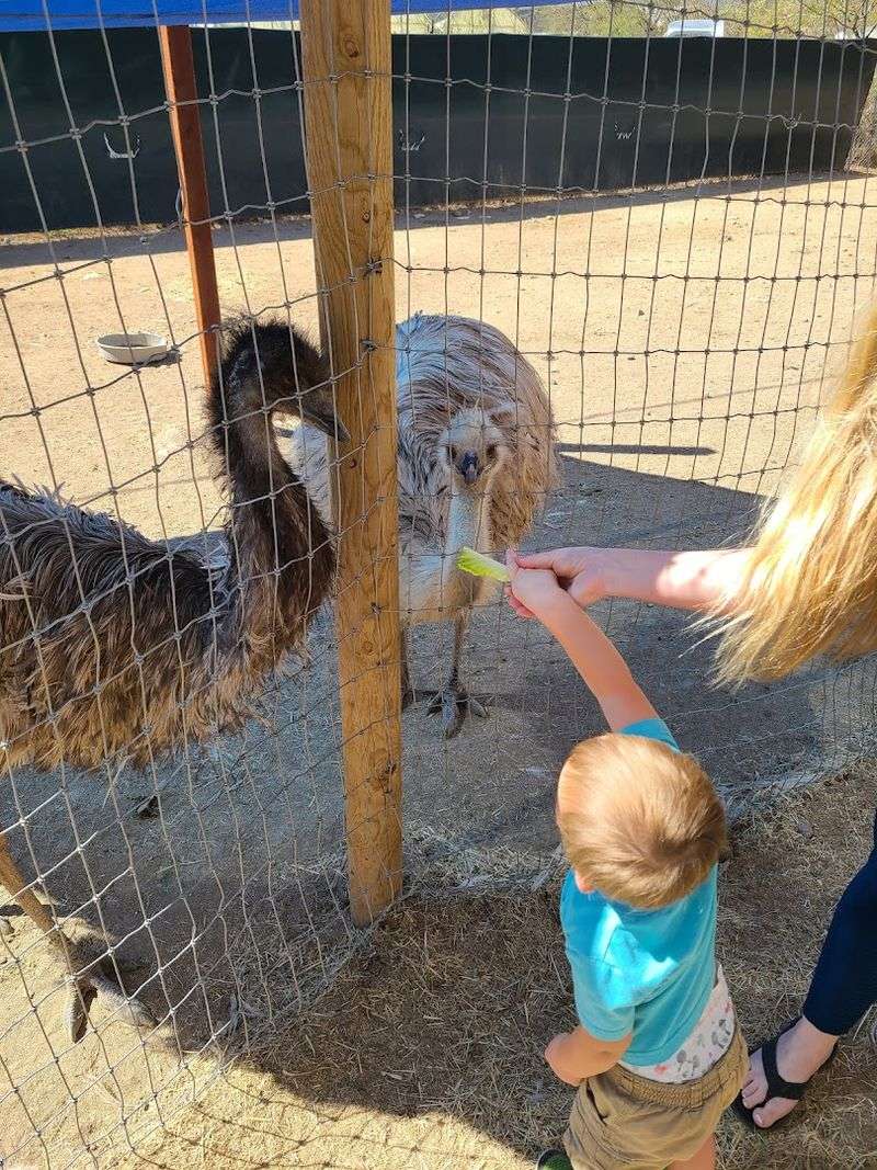 Feeding Emus With Your Own Hands