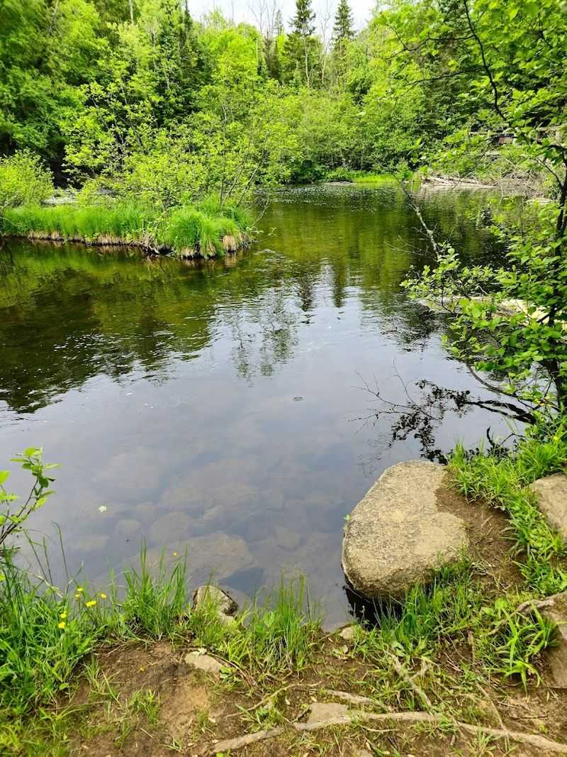 Feeding the Ducks and Wildlife Encounters