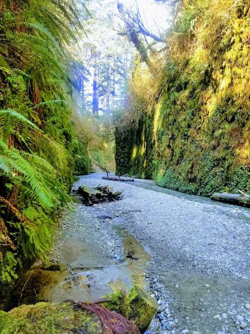 Fern Canyon: A Living Movie Set
