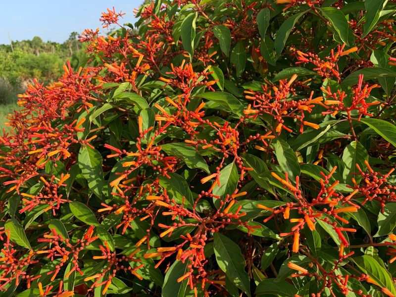 Firebush