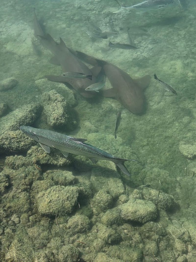 Fish Feeding at the Historic Bay Swimming Pool