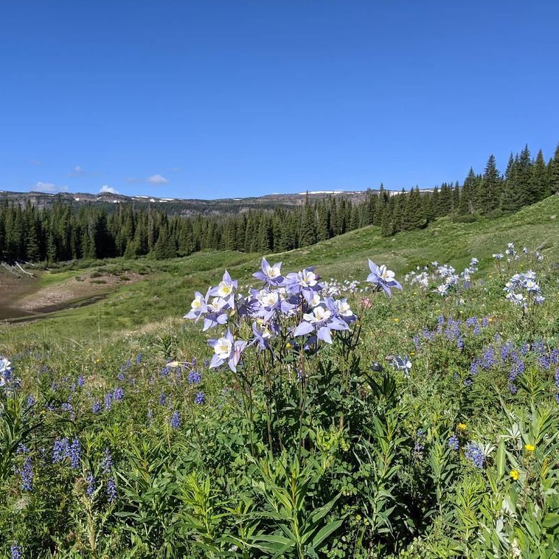Flat Tops Wilderness Area Flat Tops Wilderness Area
