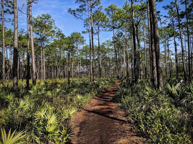 Flatwoods Forest Loop: A Quiet Hike Through Old Florida