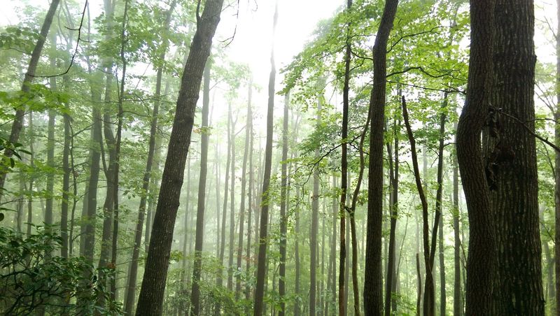 Foggy Day Magic: When the Trails Feel Otherworldly