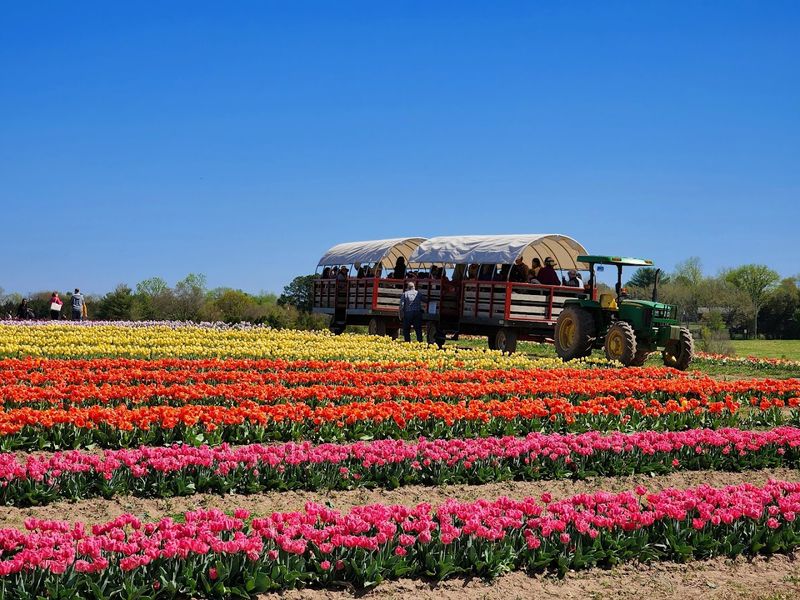Food Trucks and Local Market Finds to Complete Your Day