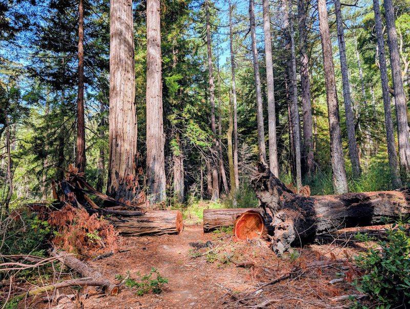 Forest Recovery After the CZU Lightning Complex Fire