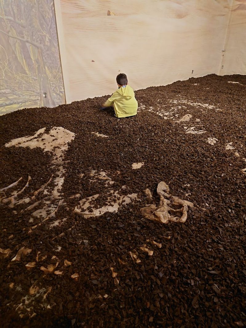 Fossil Dig Station for Budding Paleontologists Fossil Dig Station for Budding Paleontologists