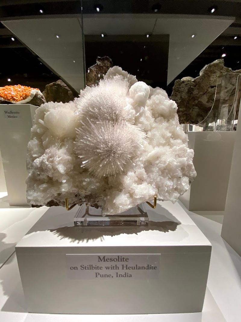 Fossilized Wood and Natural Wonders That Span Millions of Years