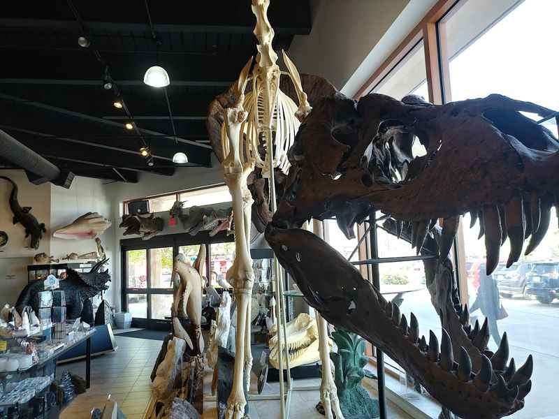 Fossils and Minerals at a Range of Price Points