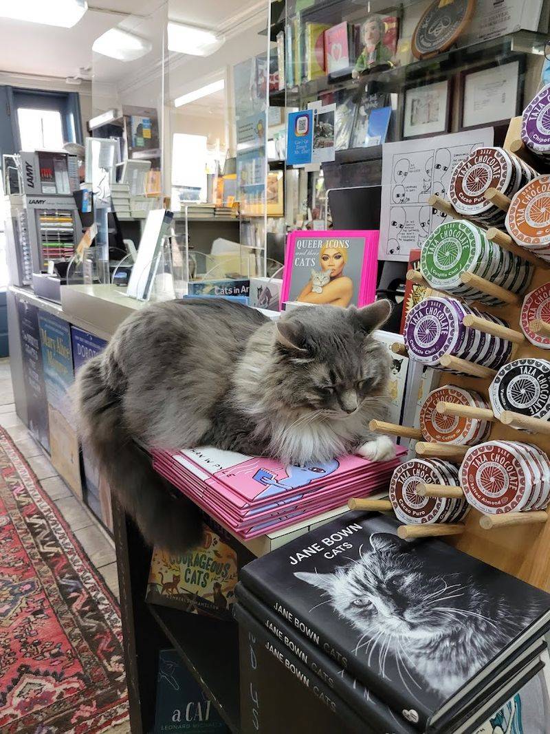 Friendly Bookstore Cat Adding to the Charm