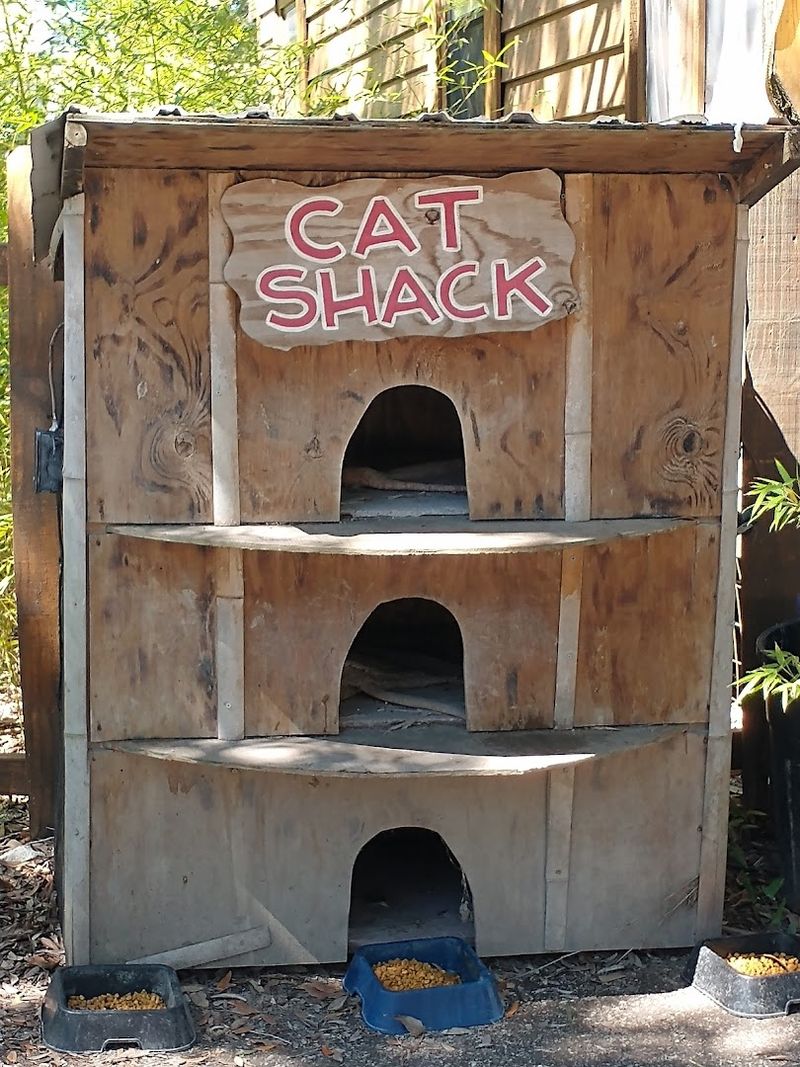 Friendly Cats Roaming the Property Like They Own the Place Friendly Cats Roaming the Property Like They Own the Place