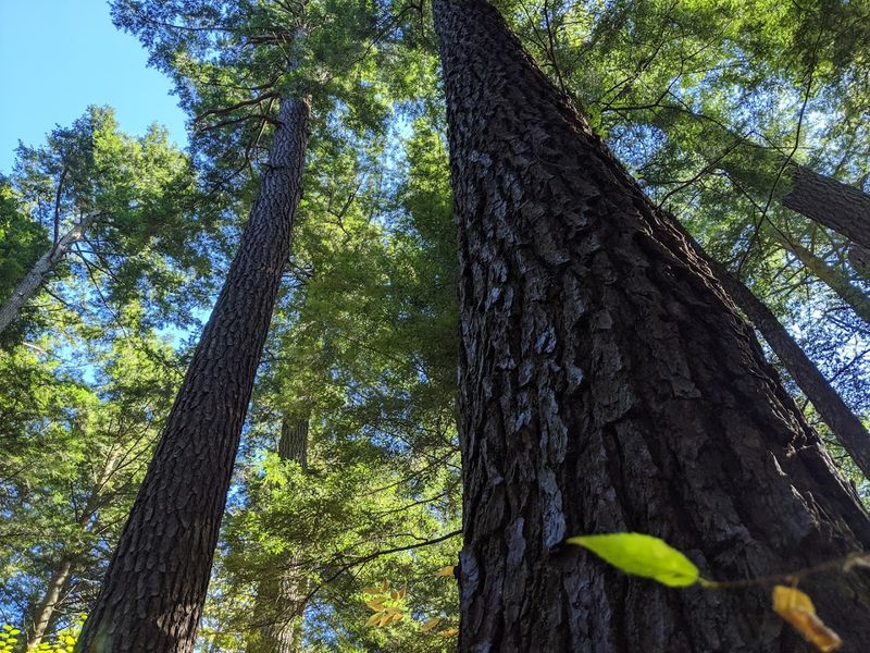 Fungi, Flora, and the Forest Floor Ecosystem