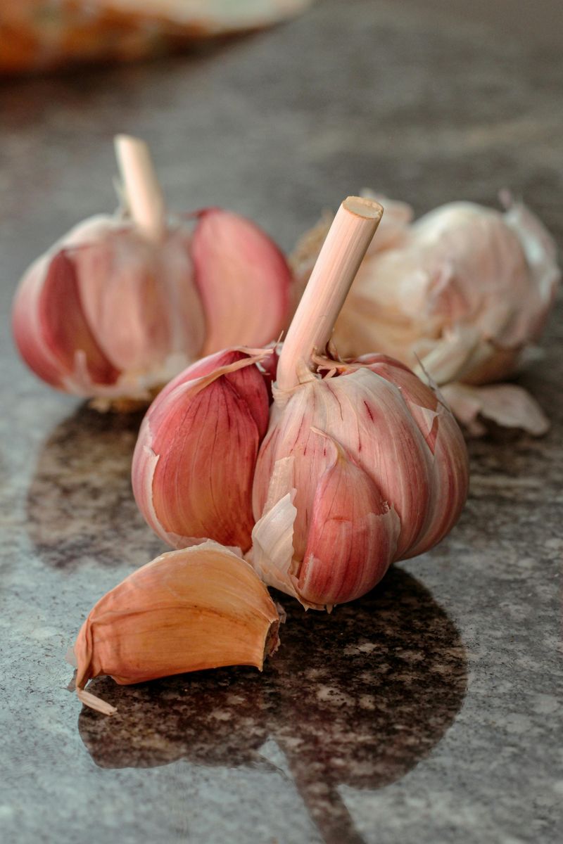 Garlic