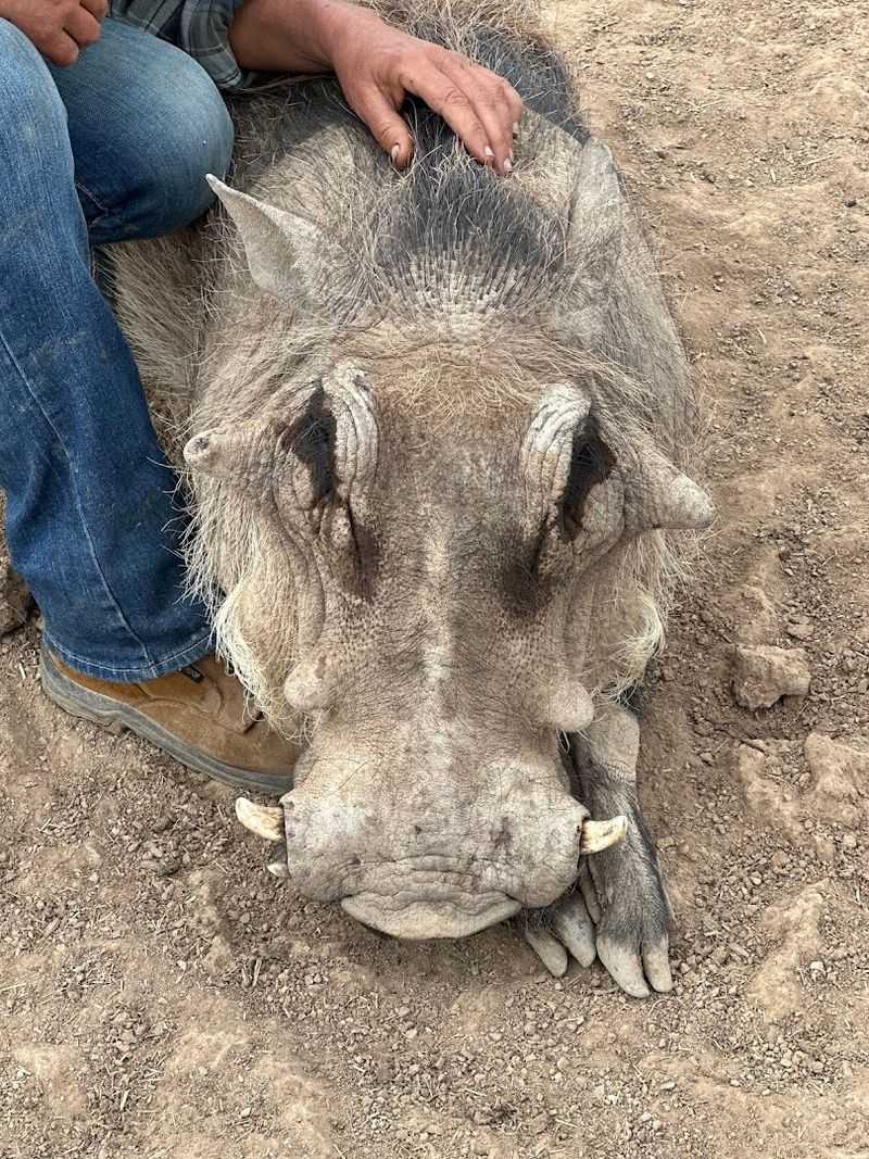 Getting Up Close With the Warthog