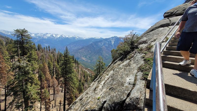 Giant Sequoias Visible From Every Angle