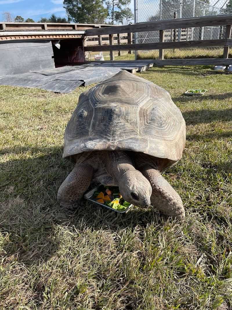 Giant Tortoises You Can Actually Touch Giant Tortoises You Can Actually Touch