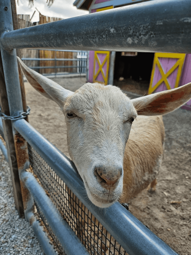 Goats That Steal the Show