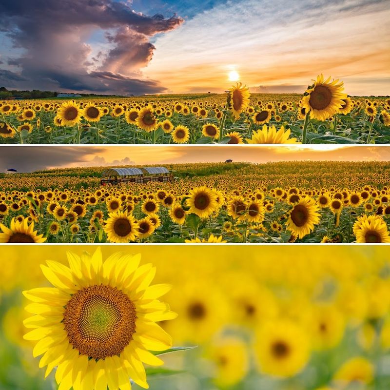 Golden Hour Photography That Will Transform Your Feed