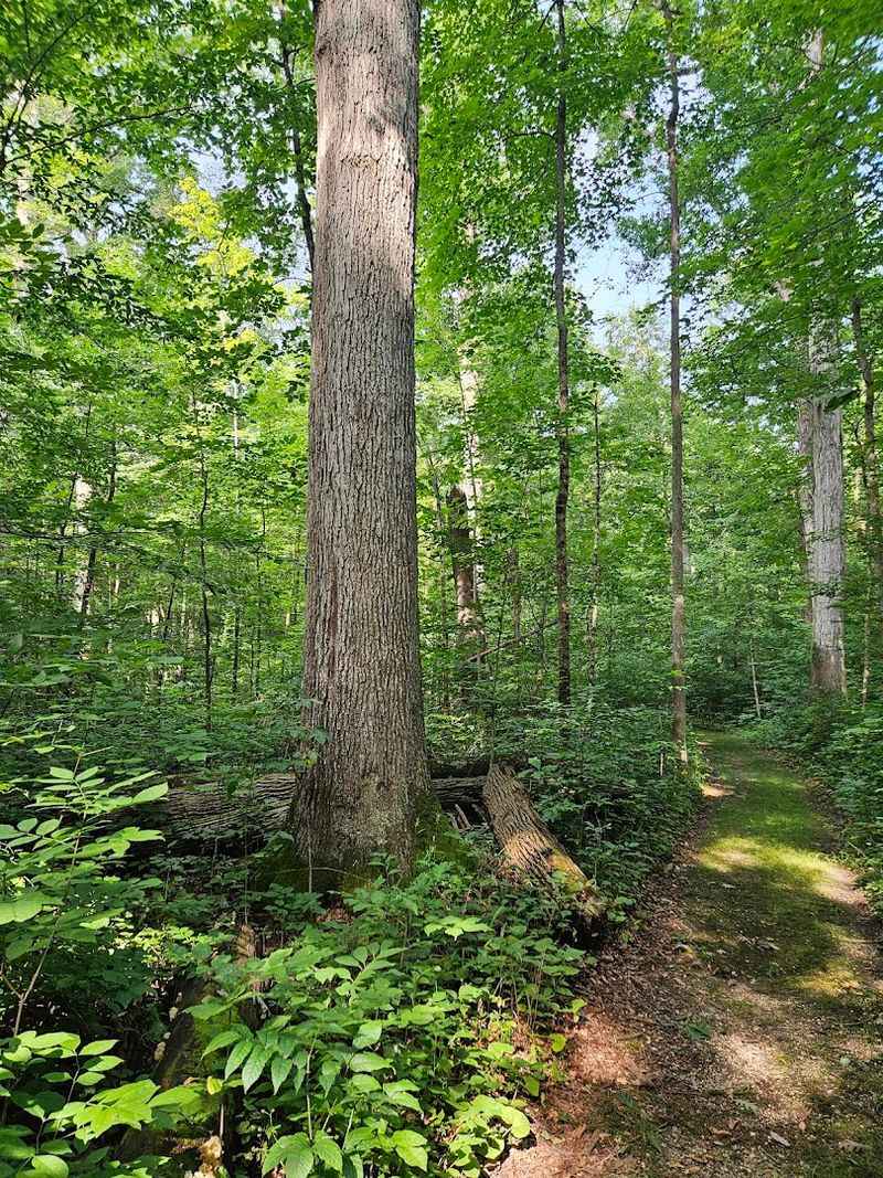 Goll Woods State Nature Preserve - Archbold, Ohio Goll Woods State Nature Preserve - Archbold, Ohio