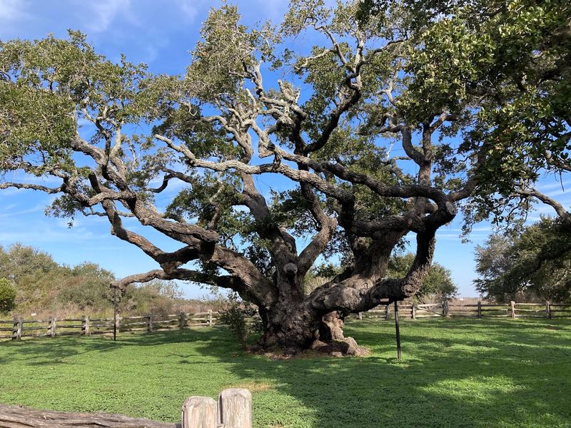 Goose Island State Park - Rockport, Texas