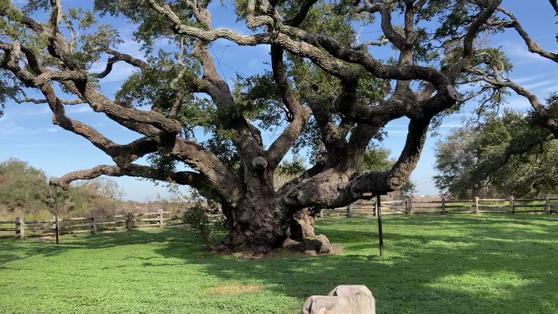 Goose Island State Park - Rockport, Texas