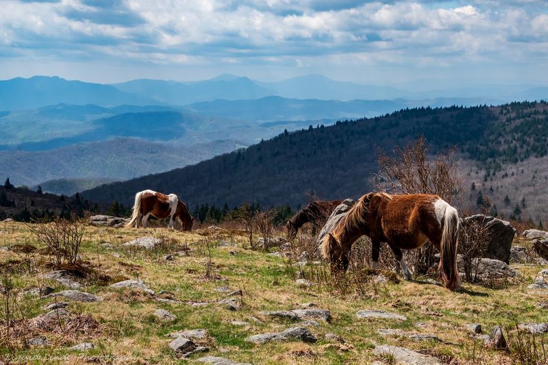 Grayson Highlands State Park - Mouth of Wilson, Virginia