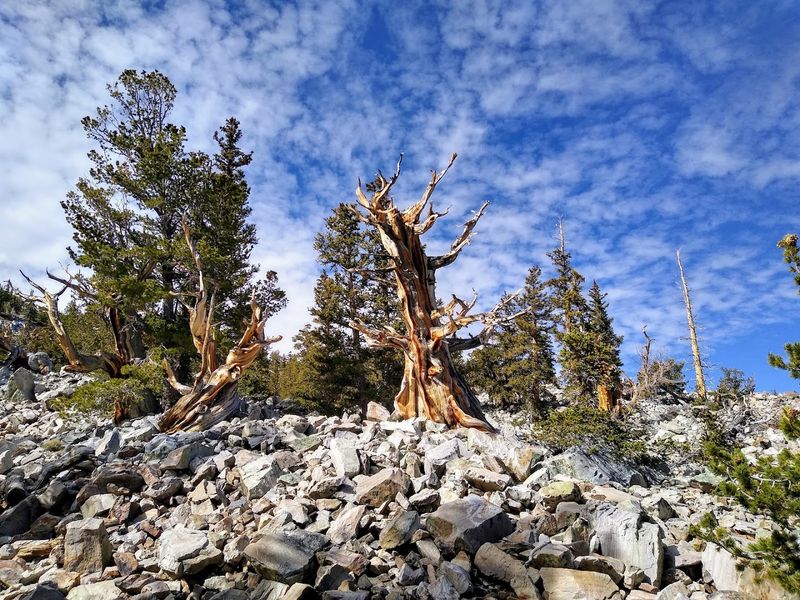 Great Basin National Park (Wheeler Peak Scenic Area) - Baker, Nevada