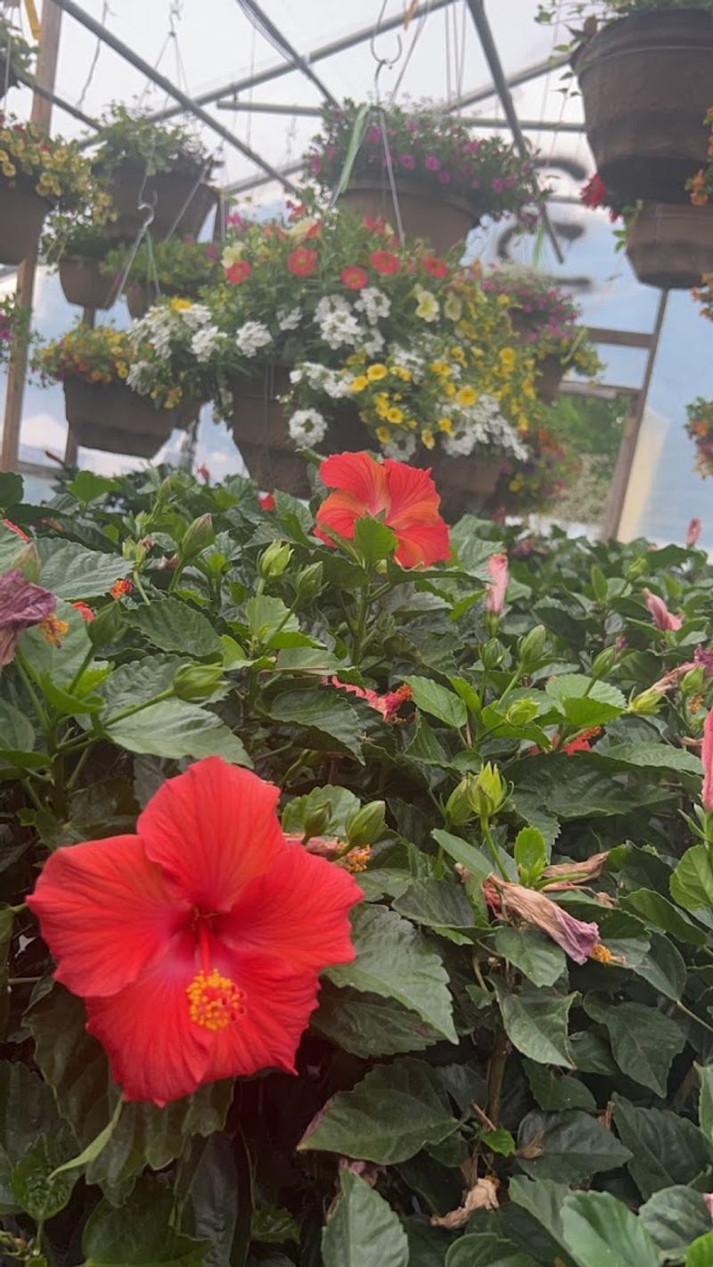 Hanging Baskets and Annuals Worth Splurging On Hanging Baskets and Annuals Worth Splurging On