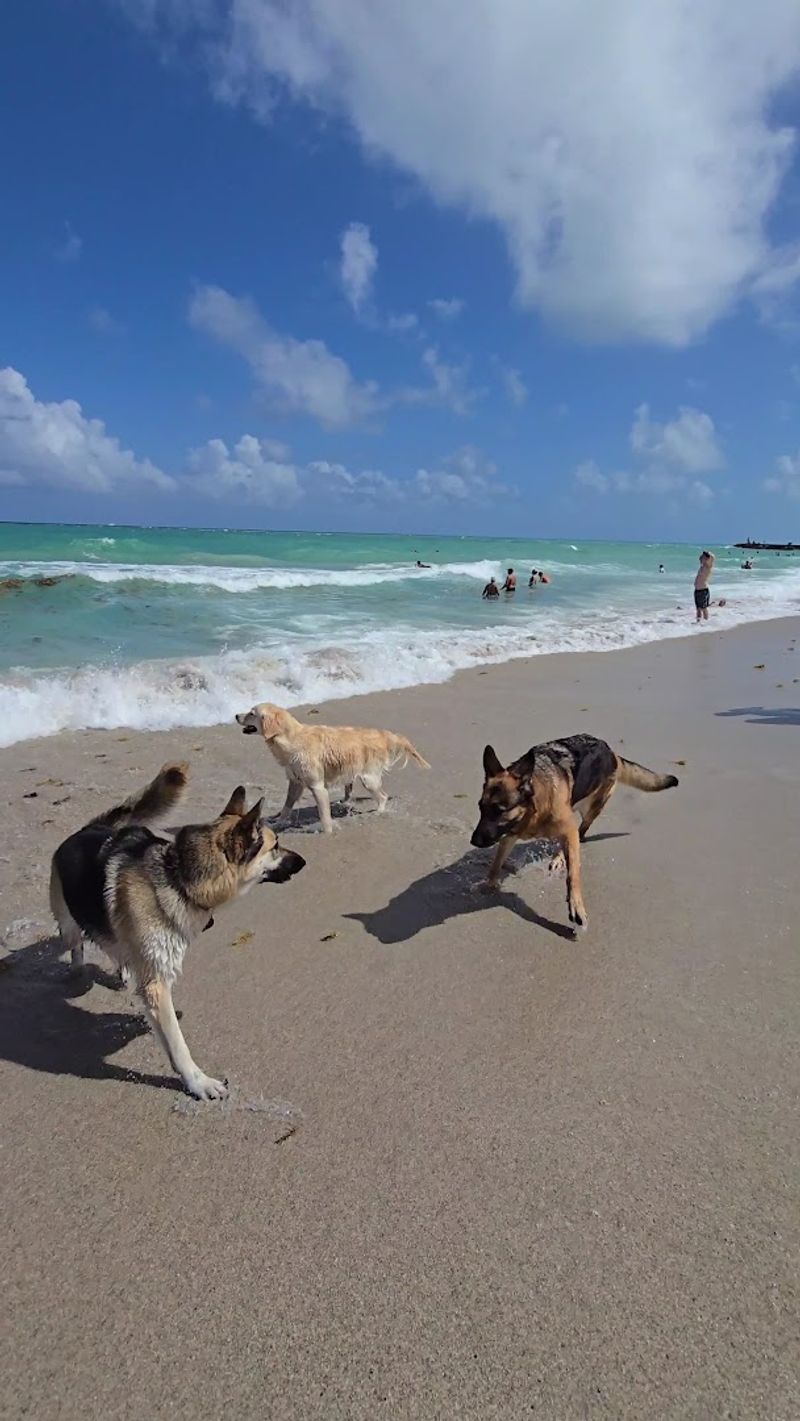 Haulover Dog Beach - Bal Harbour, Florida