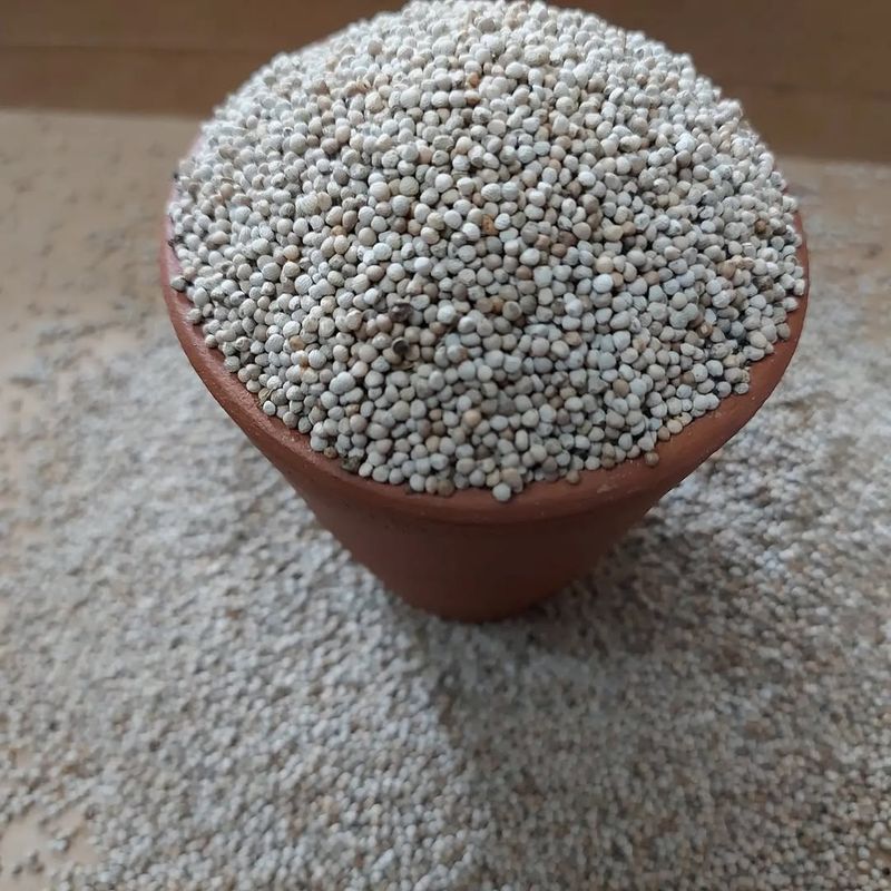 Hemp seeds