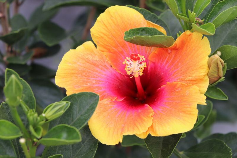 Hibiscus