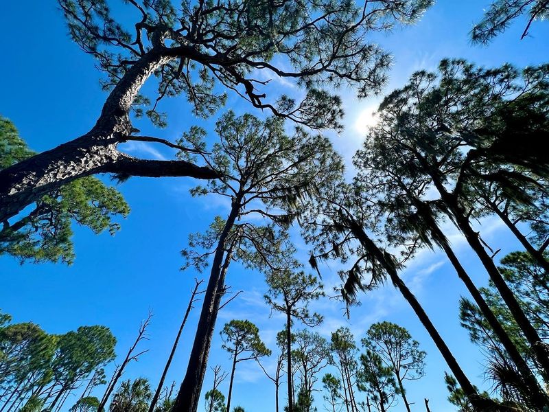 Hiking Through Maritime Forest Trails