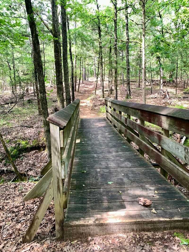 Hiking Through Quiet, Wooded Trails