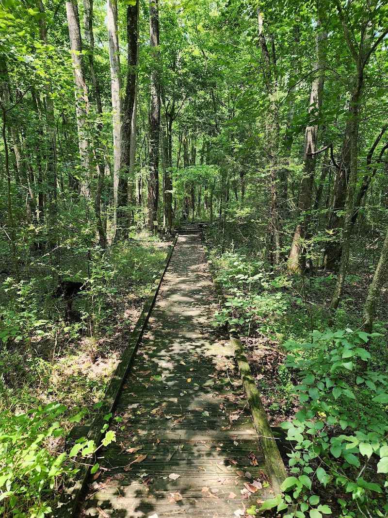 Hiking Trails: Easy Walks Through Beautiful Woodlands