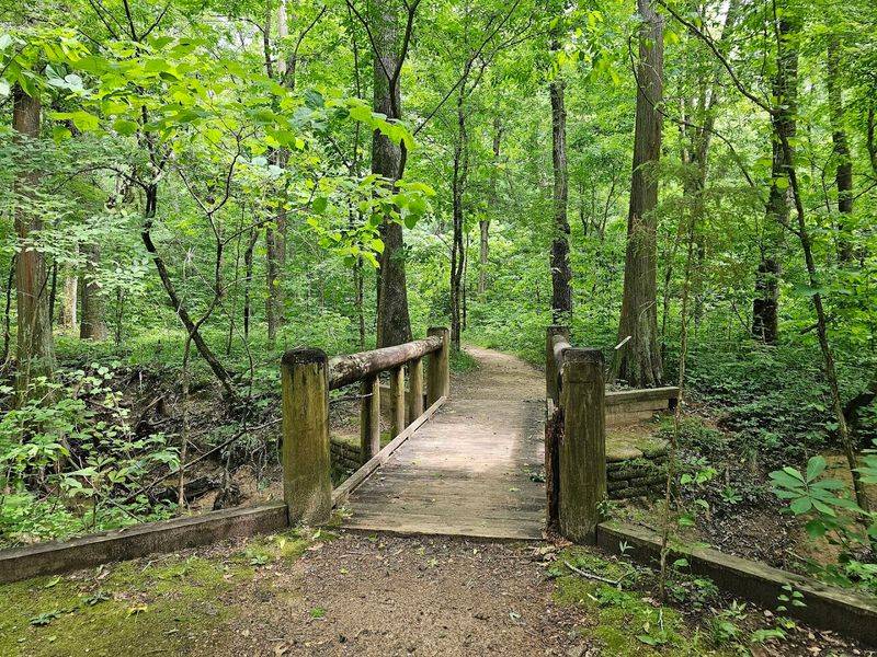 Hiking Trails That Wind Through an Enchanted Forest