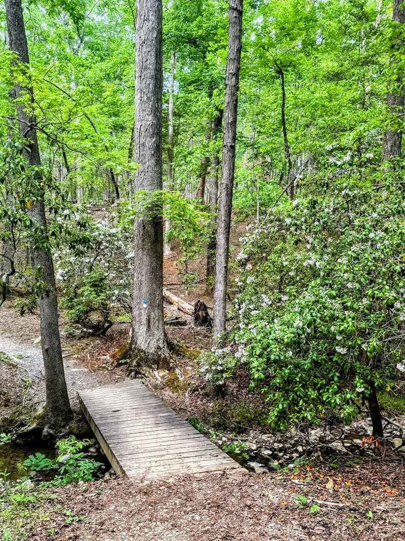 Hiking Trails for Every Skill Level Hiking Trails for Every Skill Level