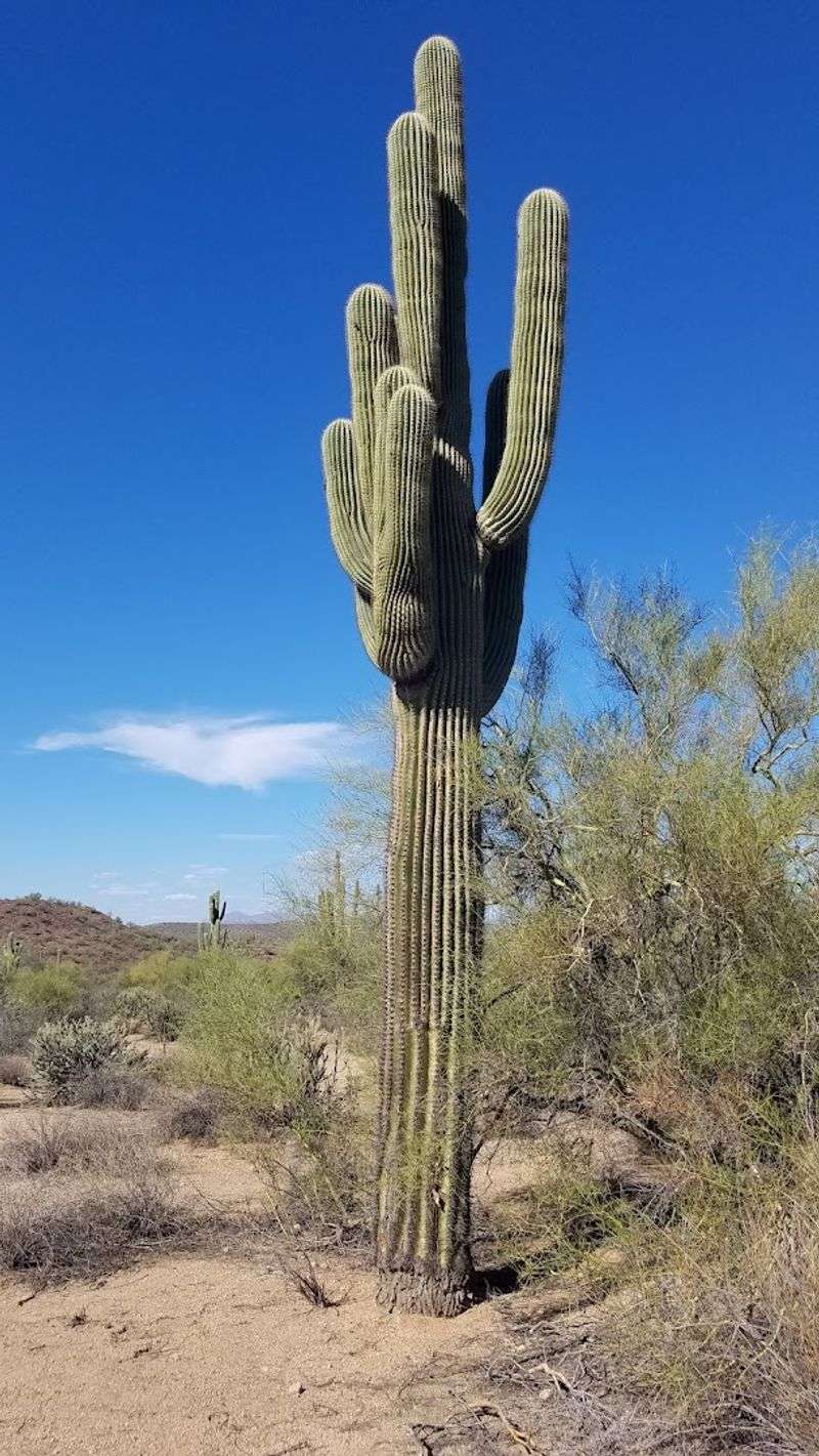 Hiking the Butcher Jones Trail