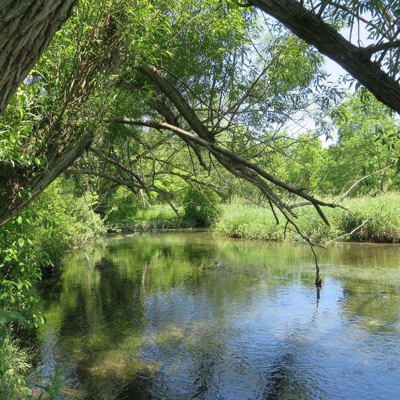 Historic Millbrook Marsh: Nature's Quiet Classroom