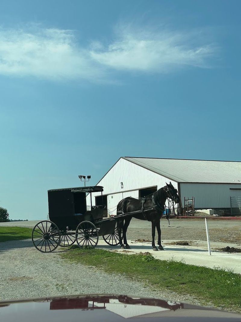 Horse-Drawn Buggies Sharing the Road