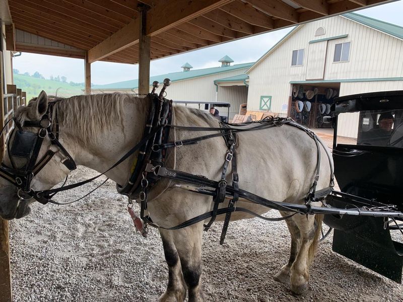 Horse and Buggy Rides Through Amish Country