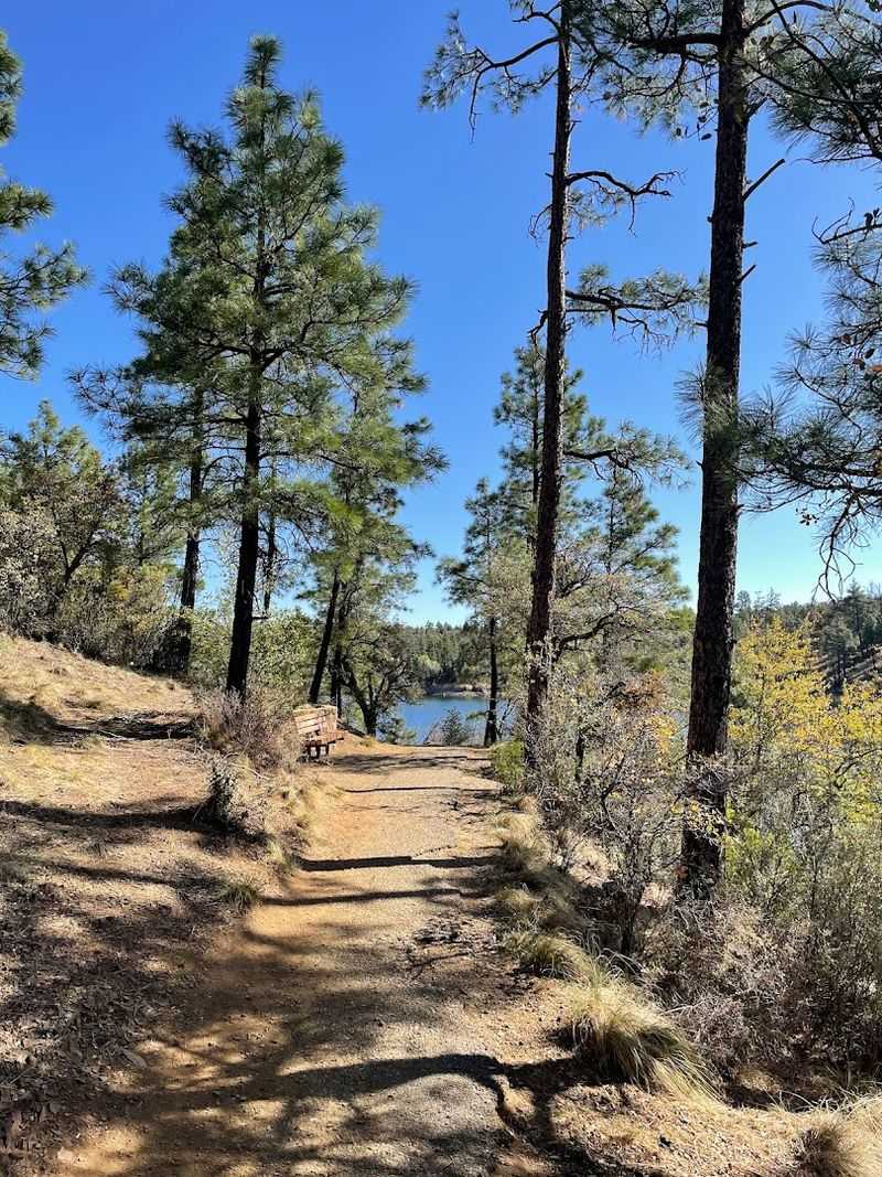 Horseback Riding Through the Forest Trails