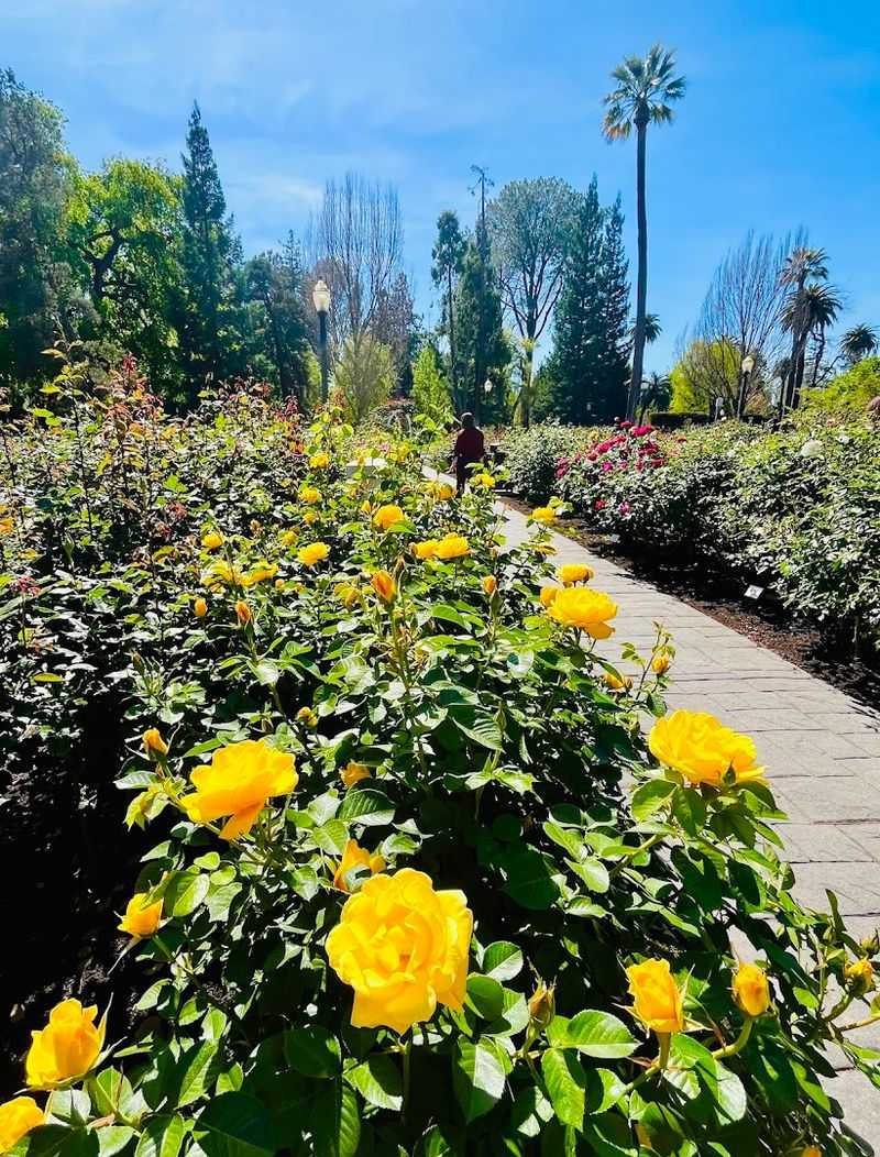 How the Roses Change Through Every Season of the Year