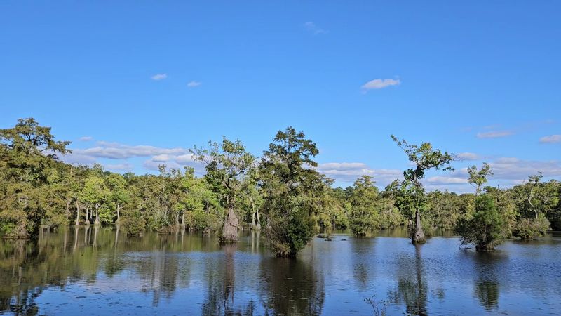 How to Plan Your Visit to Merchants Millpond State Park