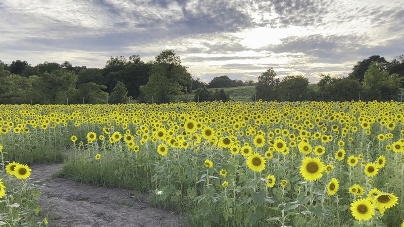 How to Plan the Perfect Trip to Burnside Farms