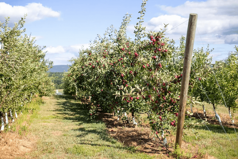 Hudson Valley Apple Farms and Harvest Season Magic